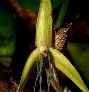 Hoa phong lan nở về đêm Bulbophyllum nocturnum